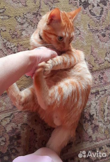 В добрые руки