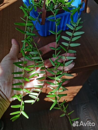 Ампельные хойи на срез и укоренение