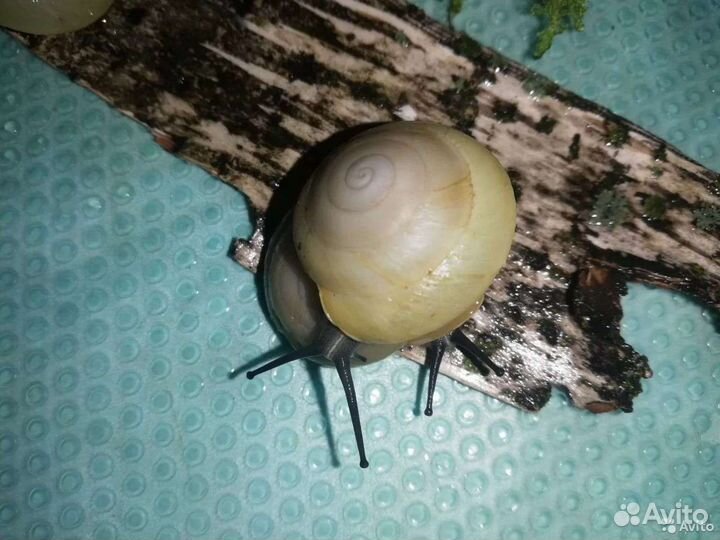 Улитки ахатины, архахатины, древесники