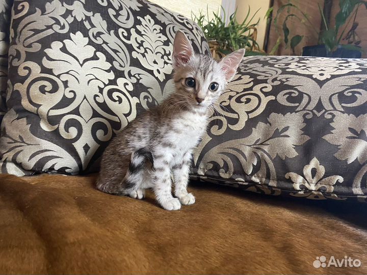 Египетская мау Адель