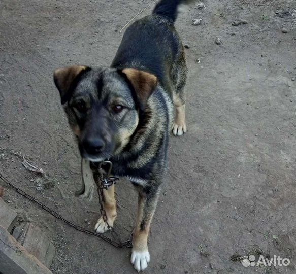 Собаки бесплатно в добрые руки