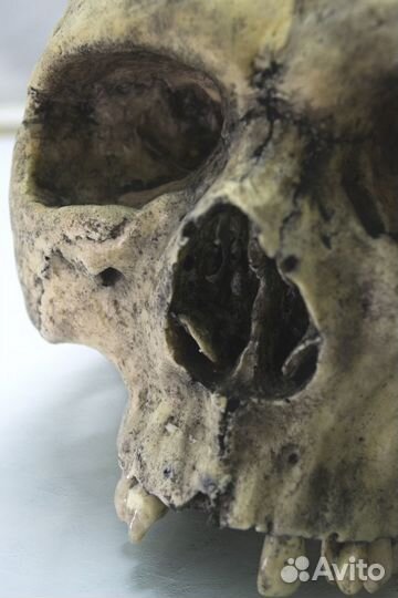 Человеческий череп из пластика