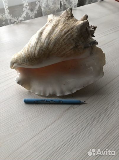 Ракушка большая