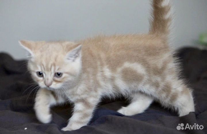 Британские котята редкого окраса