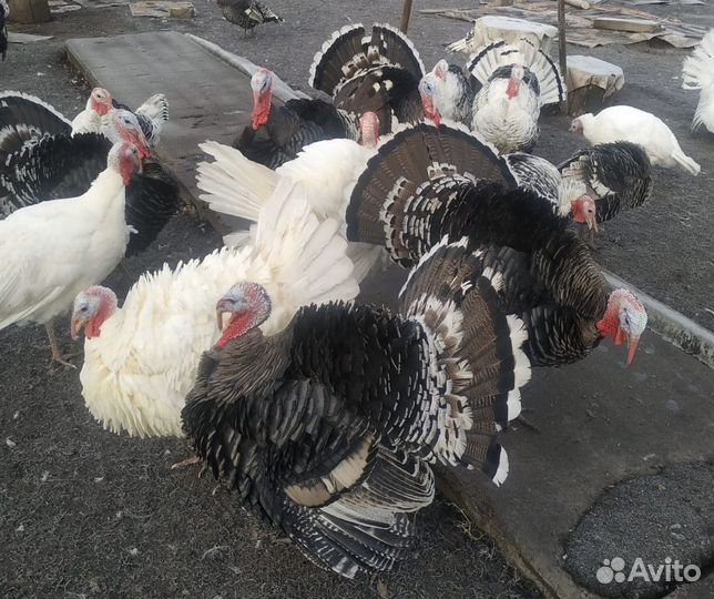 Индюк живой