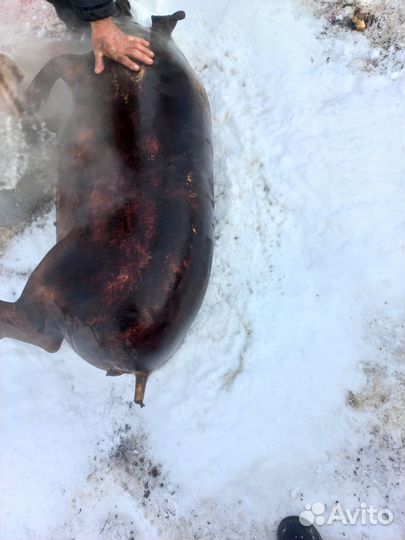 Сало,мясо ливер голова