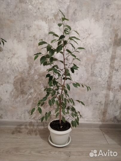 Фикус бенджамина пестролистный