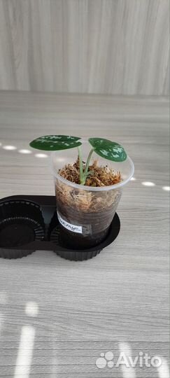 Сциндапсус