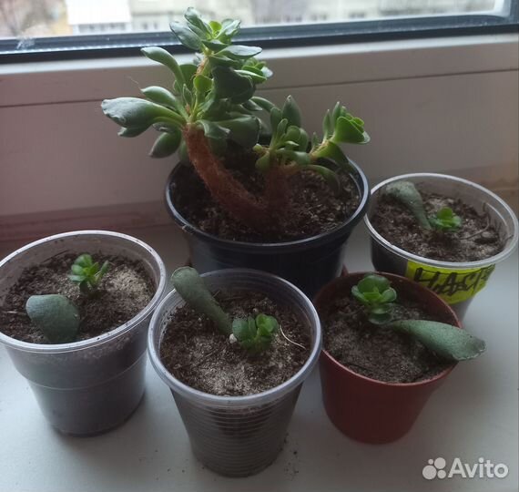 Суккуленты