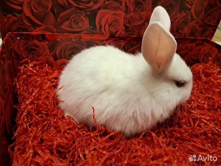 Декоративные кролики