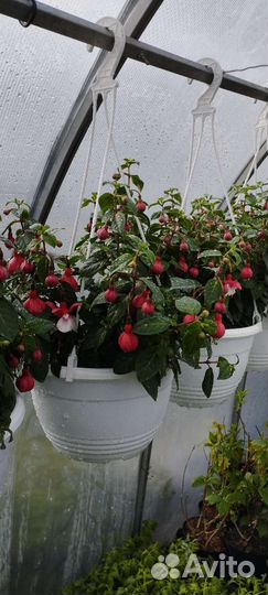 Саженцы, рассада, цветы