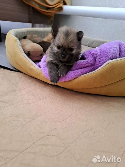 Щенки шпица