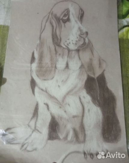 Английский бигль