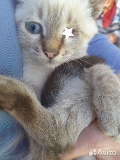 Котята в добрые руки бесплатно мальчик