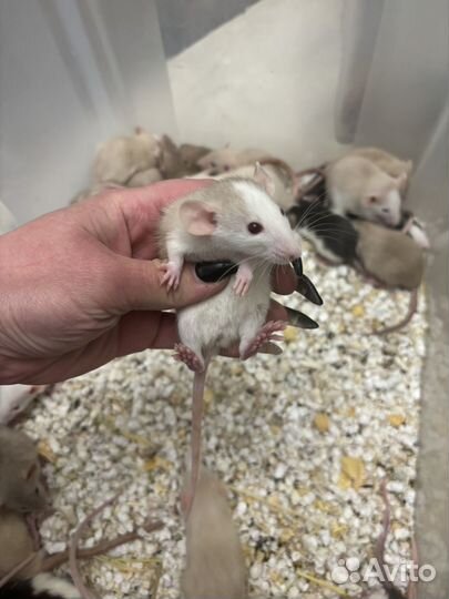 Дамбо - ручные крысята (большой выбор)