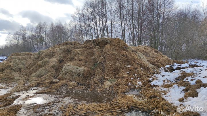 Конский навоз бесплатно