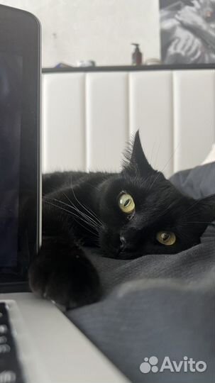 Кошка отдам в хорошие руки