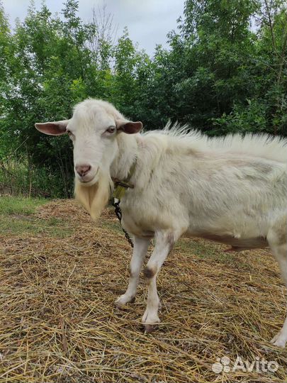 Козел зааненский