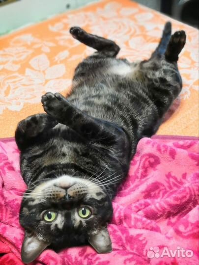 Бенгальский кот