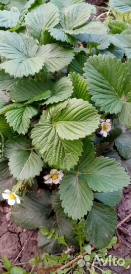 Ремонтантная клубника Кокетка