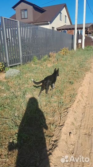 Щенок в добрые руки