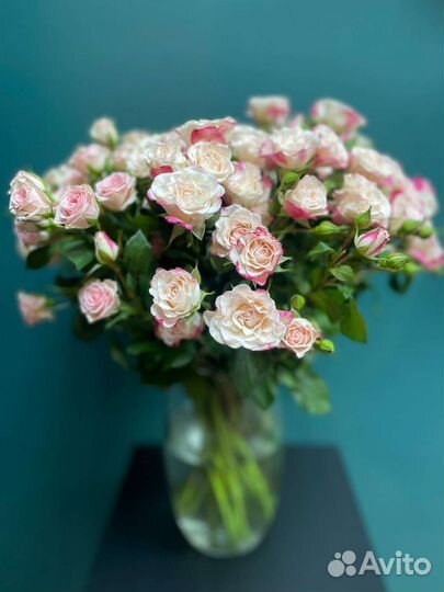 Роза кустовая 60см Казань