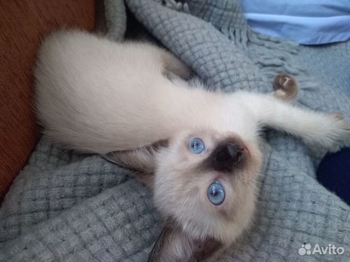 Тайские (сиамские) котята