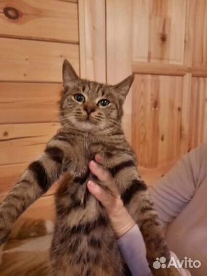 Кошки в добрые руки бесплатно