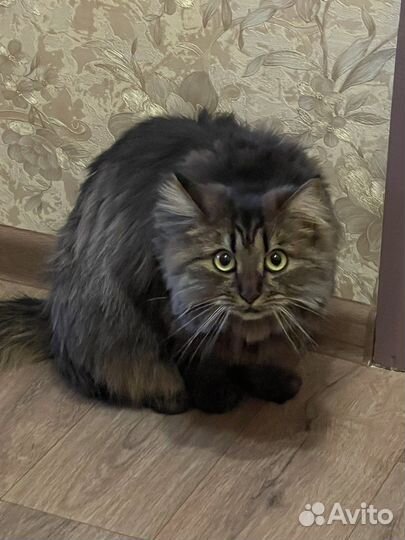 Красивая кошечка ищет дом