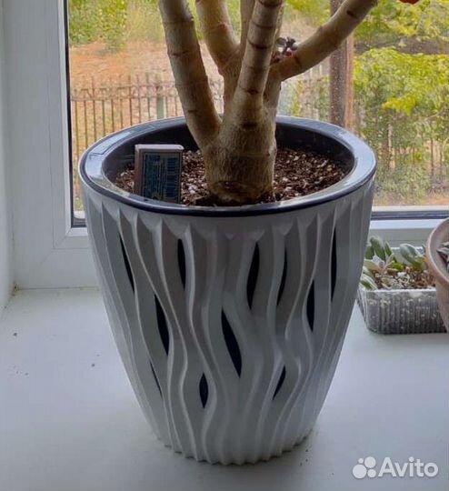 Толстянка, алоэ