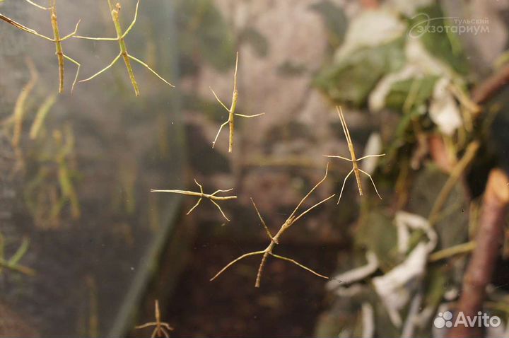 Аннамский палочник