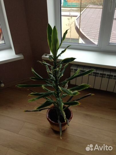 Комнатные цветы