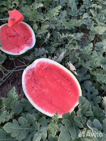 Арбузы оптом