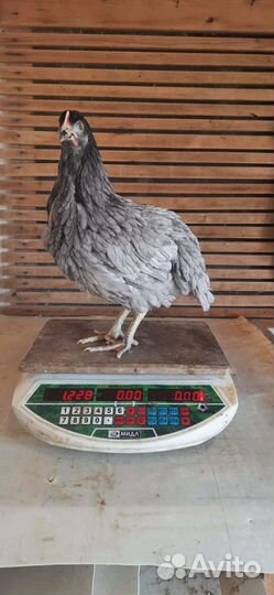 Куры несушки молодки