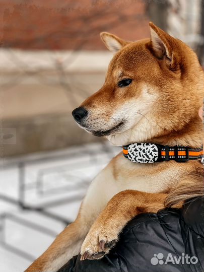 GPS трекер для животных