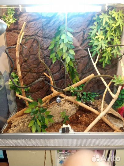 Террариум огромный со всем содержимым