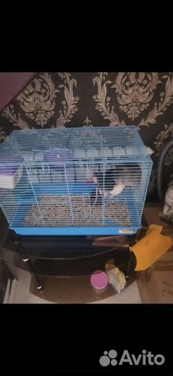 Клетка и крысы