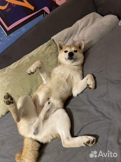 Вязка кобеля Сиба ину