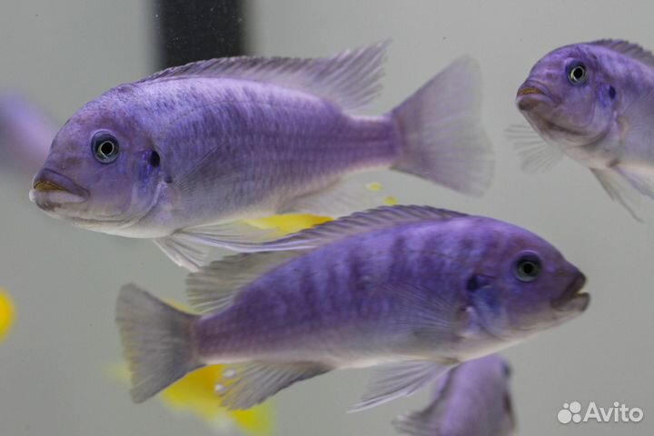 Еллоу и Голубая зебра