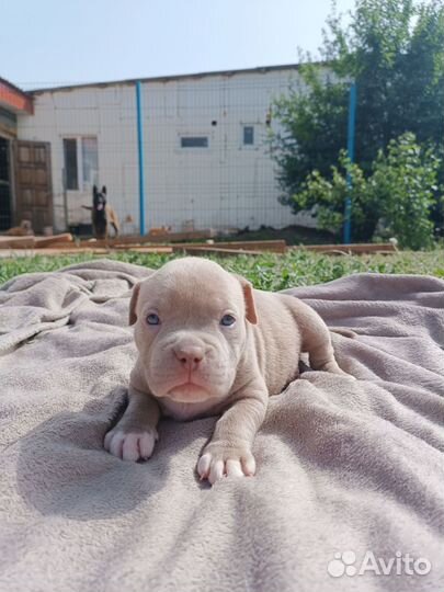 Американский булли покет щенки