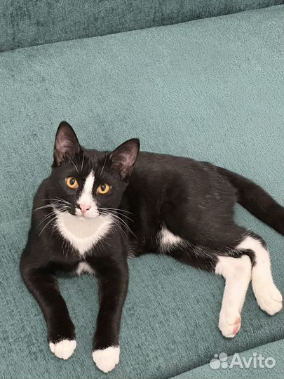 Котёнок 5 месяцев