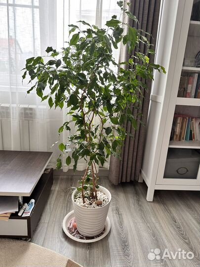 Бенджамина фикус 120 см