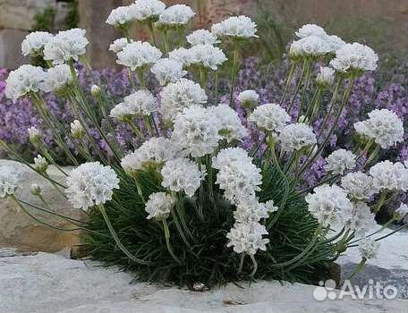 Армерия приморская