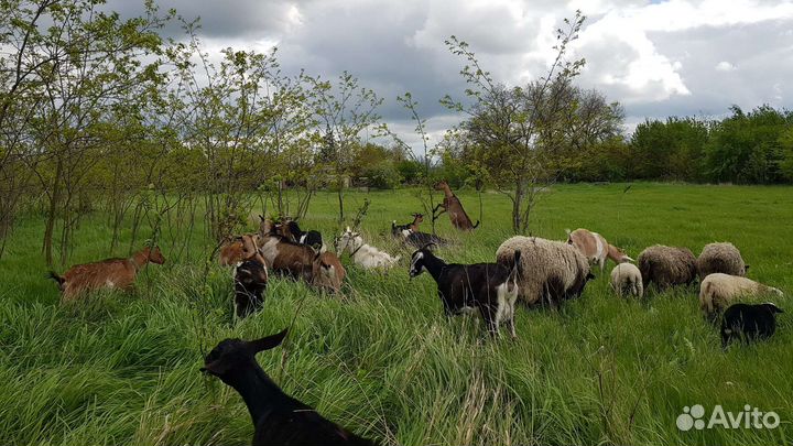 Козье молоко