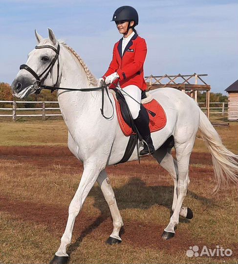 Жеребец орловский рысак