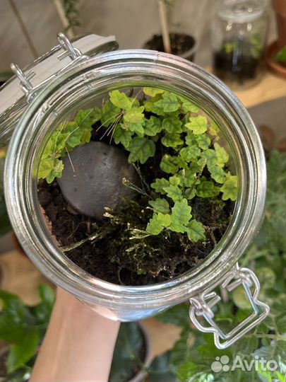 Фикус дуболистный