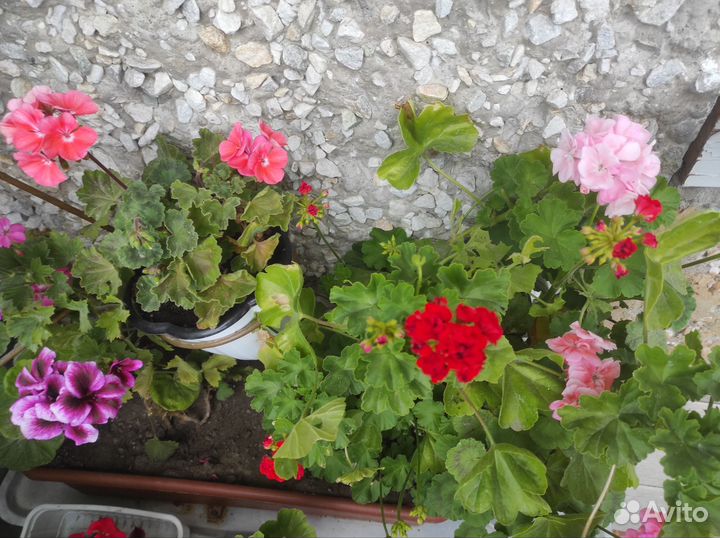 Пеларгония герань