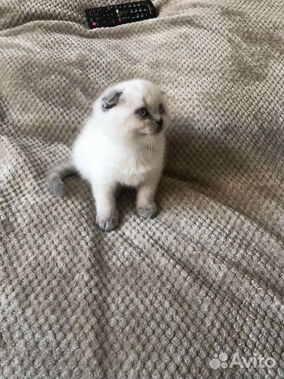 Кошечки и котики