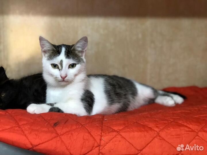 Котик молодой