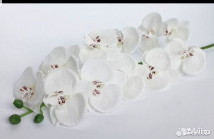 Орхидея для Марины